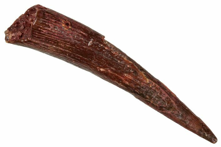 Fossil Pterosaur (Siroccopteryx) Tooth - Morocco #268958